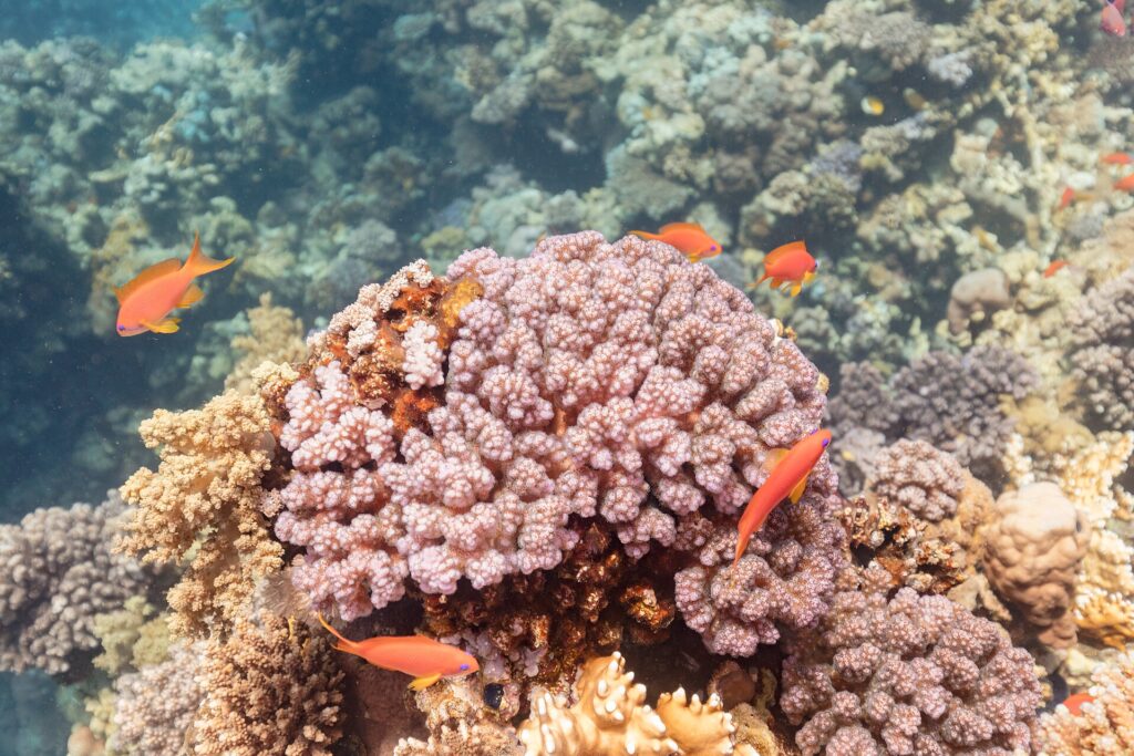 Pomarańczowe samice papużaka z żółtymi płetwami i fioletowym znakiem pod okiem pływają wokół różowego bloku koralowca