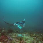 Manta skręca nad rafą, z uniesioną płetwą i otwartym pyskiem, w zielononiebieskiej wodzie, w Manta Bay na Nusa Penida