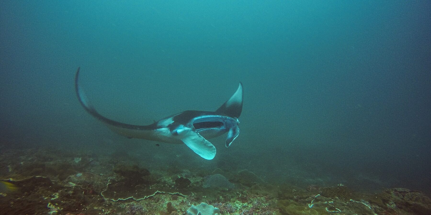 Manta skręca nad rafą, z uniesioną płetwą i otwartym pyskiem, w zielononiebieskiej wodzie, w Manta Bay na Nusa Penida