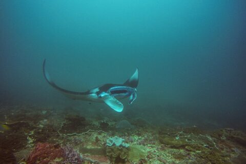Manta skręca nad rafą, z uniesioną płetwą i otwartym pyskiem, w zielononiebieskiej wodzie, w Manta Bay na Nusa Penida