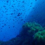 Chmura małych ciemnych ryb wiruje w błękicie nad skalnym pinaklem pokrytym zielonymi ukwiałami, który zajmuje prawą połowę kadru