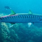 Barrakuda atlantycka z profilu, z głową po prawej, na tle glonów: długie, smukłe ciało, dwie wyraźnie oddzielone płetwy grzbietowe, ogon i płetwy z żółtozielonym odcieniem oraz gęsty rząd ciemnych pręg schodzących od grzbietu do połowy boków.