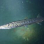 Barrakuda atlantycka z bliska, z głową zwróconą w lewo, w zielonej wodzie: długi, spiczasty pysk, wysunięta żuchwa, duże oko i srebrzyste ciało z ciemnymi pręgami w poprzek boków.