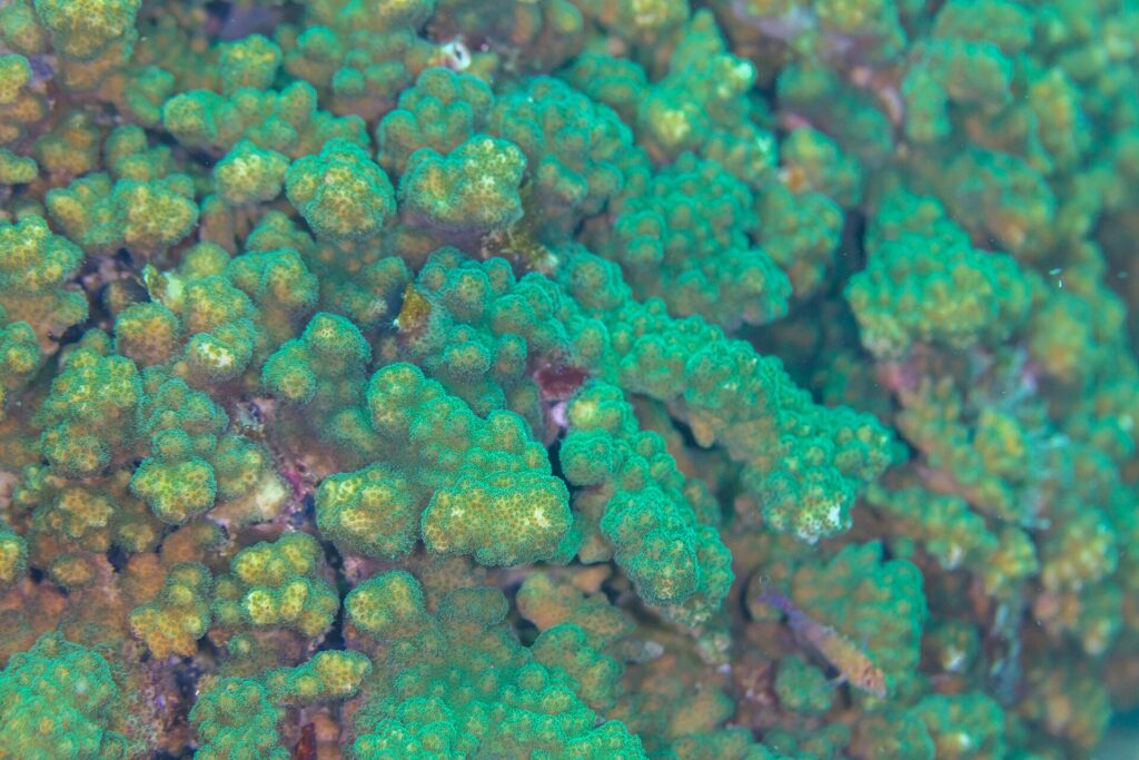 Zbliżenie zielonych i brązowych gałęzi korala Pocillopora z gęstymi polipami, na rafie Cabo Pulmo