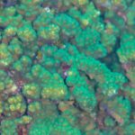 Zbliżenie zielonych i brązowych gałęzi korala Pocillopora z gęstymi polipami, na rafie Cabo Pulmo