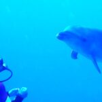 Delfin butlonosy podpływa przodem do nieruchomego nurka w intensywnie niebieskiej wodzie