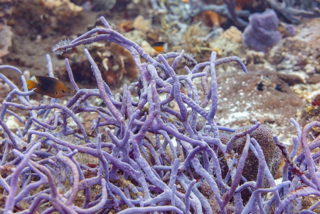 Kępa fioletowych gąbek sznurowych na rafie przy Cozumel, a przed nią mały brązowy garbik z żółtym ogonem