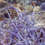 Kępa fioletowych gąbek sznurowych na rafie przy Cozumel, a przed nią mały brązowy garbik z żółtym ogonem