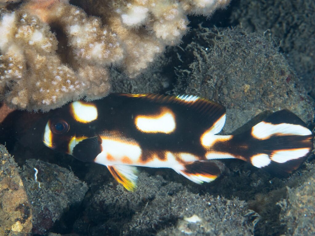 Młoda parma czarnopasa schowana pod koralowcem, z brązowoczarnym ciałem usianym dużymi białymi plamami w pomarańczowej obwódce i czarną płetwą piersiową
