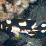 Młoda parma czarnopasa schowana pod koralowcem, z brązowoczarnym ciałem usianym dużymi białymi plamami w pomarańczowej obwódce i czarną płetwą piersiową