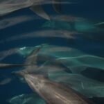 Kilka delfinów butlonosych płynie zwartą grupą tuż pod powierzchnią, widzianych z góry, szarych na ciemnoniebieskim tle, z dobrze widocznymi płetwami grzbietowymi i krótkimi dziobami