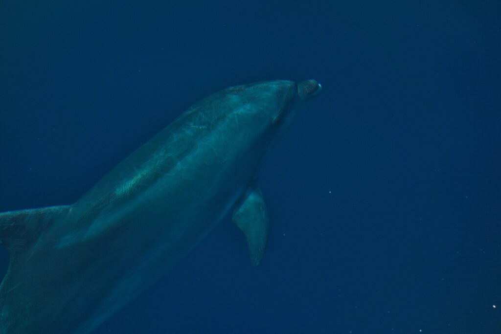 Delfin butlonosy z bliska pod wodą, widziany ukośnie od dołu: krótki, gruby dziób pod wypukłym czołem, płetwa piersiowa i szara skóra pokryta drobnymi zadrapaniami