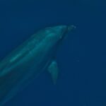 Delfin butlonosy z bliska pod wodą, widziany ukośnie od dołu: krótki, gruby dziób pod wypukłym czołem, płetwa piersiowa i szara skóra pokryta drobnymi zadrapaniami