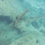 Łopata śruby Thistlegorm, pokryta naroślami, przy piasku obok kadłuba