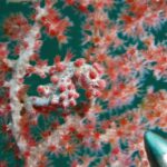 Szarobiały pigmejski konik morski pokryty różowoczerwonymi guzkami, z ogonem owiniętym wokół gałązki gorgonii o czerwonych polipach, których kolory naśladuje; w prawym dolnym rogu metalowy koniec pałeczki.