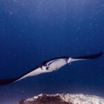 Manta z rozłożonymi płatami głowowymi i otwartym pyskiem płynie w stronę obiektywu nad rafą, w zielonej wodzie pełnej planktonu, na Manta Point
