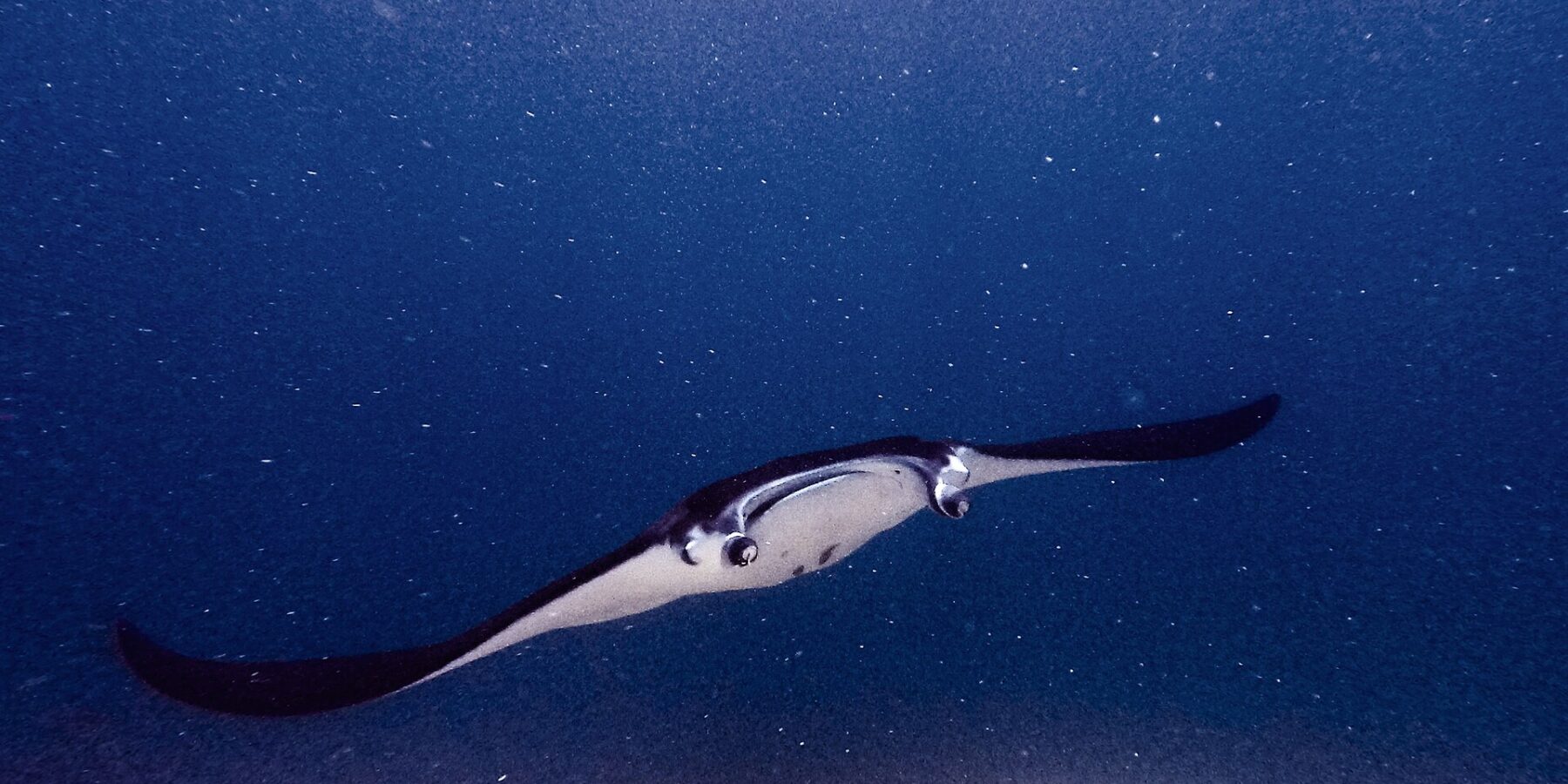 Manta z rozłożonymi płatami głowowymi i otwartym pyskiem płynie w stronę obiektywu nad rafą, w zielonej wodzie pełnej planktonu, na Manta Point