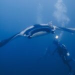 Manta oceaniczna widziana z przodu od spodu, z białym brzuchem obrzeżonym czernią i podnawką na grzbiecie, szybuje nad nurkiem w niebieskiej wodzie pełnej bąbli