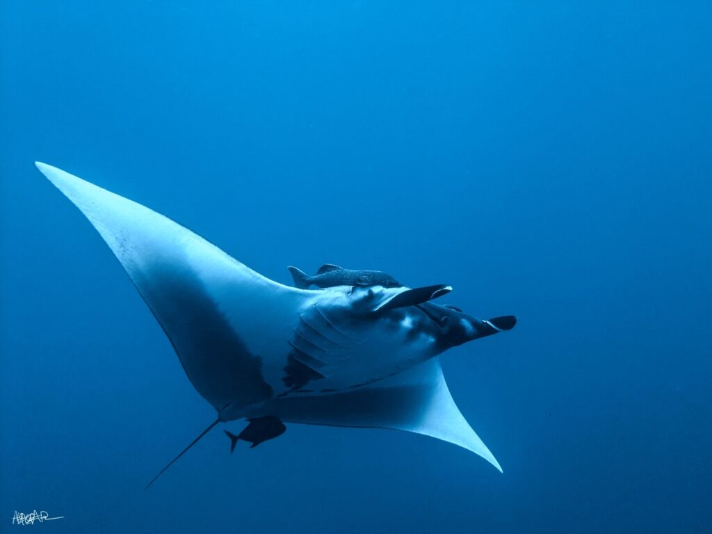 Manta oceaniczna widziana od spodu i z boku w błękicie, z białym brzuchem, rozwiniętymi płetwami głowowymi, podnawką nad głową i małą ciemną rybą pod ogonem