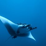 Manta oceaniczna widziana od spodu i z boku w błękicie, z białym brzuchem, rozwiniętymi płetwami głowowymi, podnawką nad głową i małą ciemną rybą pod ogonem