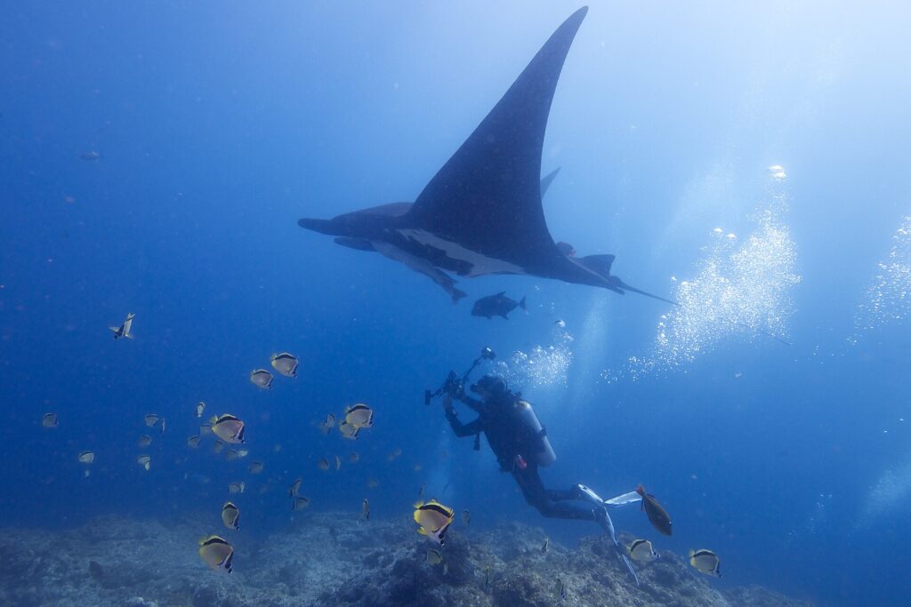 Czarna manta oceaniczna, widziana od spodu i przechylona na jedno skrzydło, przepływa nad podwodnym fotografem, przy skalistym dnie ławica żółto-czarnych chetoników, a po prawej bąble.