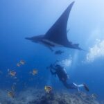 Czarna manta oceaniczna, widziana od spodu i przechylona na jedno skrzydło, przepływa nad podwodnym fotografem, przy skalistym dnie ławica żółto-czarnych chetoników, a po prawej bąble.