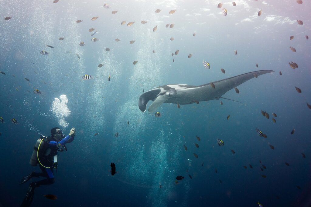 Szara manta oceaniczna o białych barkach, z rozwiniętymi płatami głowowymi, płynie w stronę nurka, który fotografuje ją z lewej strony, w chmurze pręgowanych garbików i małych brązowych ryb pod rozświetloną powierzchnią.