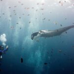 Szara manta oceaniczna o białych barkach, z rozwiniętymi płatami głowowymi, płynie w stronę nurka, który fotografuje ją z lewej strony, w chmurze pręgowanych garbików i małych brązowych ryb pod rozświetloną powierzchnią.