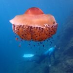 Duża meduza zwana jajkiem sadzonym, z pomarańczową kopułą i krótkimi ramionami usianymi fioletowymi guzkami, dryfuje w błękitnej toni z małymi rybkami schowanymi pod nią, a w tle freediver płynie wzdłuż skalistego stoku.