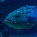 Zbliżenie głowy granika ziemniaczanego o grubych wargach, z okiem otoczonym ciemnymi znakami i dużymi plamami na górnej części ciała, w ciemnoniebieskiej wodzie