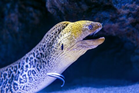 Murena olbrzymia wysuwa się ze szczeliny, z żółtą, cętkowaną głową i otwartym pyskiem, a przy jej boku wargacz czyściciel