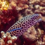 Murena lamparcia z głową w czarno-białe plamy, z otwartym pyskiem, wychylona z dziury, z niebieskim wargaczem czyścicielem na boku, sfotografowana w Omanie
