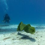 Murena zielona płynie w toni nad piaskiem, z lekko otwartym pyskiem, w tle nurek w błękicie, na Cozumel