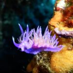 Fioletowa flabellina na pomarańczowej gąbce, z grzbietem najeżonym fioletowymi wyrostkami o pomarańczowym środku i białym końcu, z dwoma pierścieniowanymi rinoforami uniesionymi na głowie