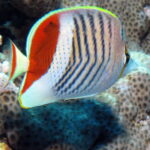 Chetonik Chaetodon paucifasciatus, biały w czarne pasy z czerwonym grzbietem, z bliska przed koralem