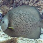 Ustnik szary z profilu, z łuskami obwiedzionymi jasno jak siatka i żółtą płetwą piersiową, przed fioletową gąbką, na Cozumel