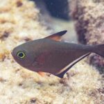 Pempheris z profilu, z miedzianobrązowym ciałem w kształcie toporka, bardzo dużym okiem w żółtozielonej obwódce, krótką płetwą grzbietową z czarnym końcem i długą płetwą odbytową obrzeżoną czernią
