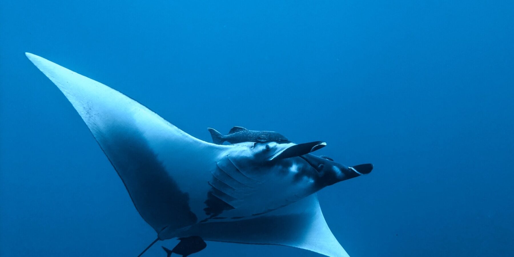 Manta oceaniczna widziana od spodu i z boku w błękicie, z białym brzuchem i rozwiniętymi płetwami głowowymi, z podnawką nad głową i małą ciemną rybką pod ogonem