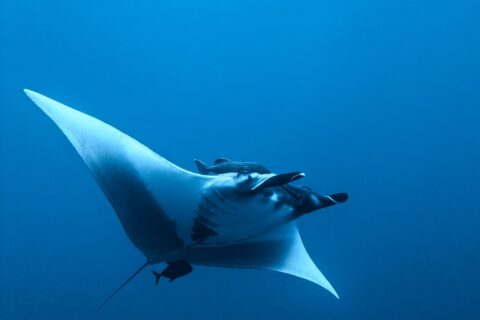 Manta oceaniczna widziana od spodu i z boku w błękicie, z białym brzuchem i rozwiniętymi płetwami głowowymi, z podnawką nad głową i małą ciemną rybką pod ogonem