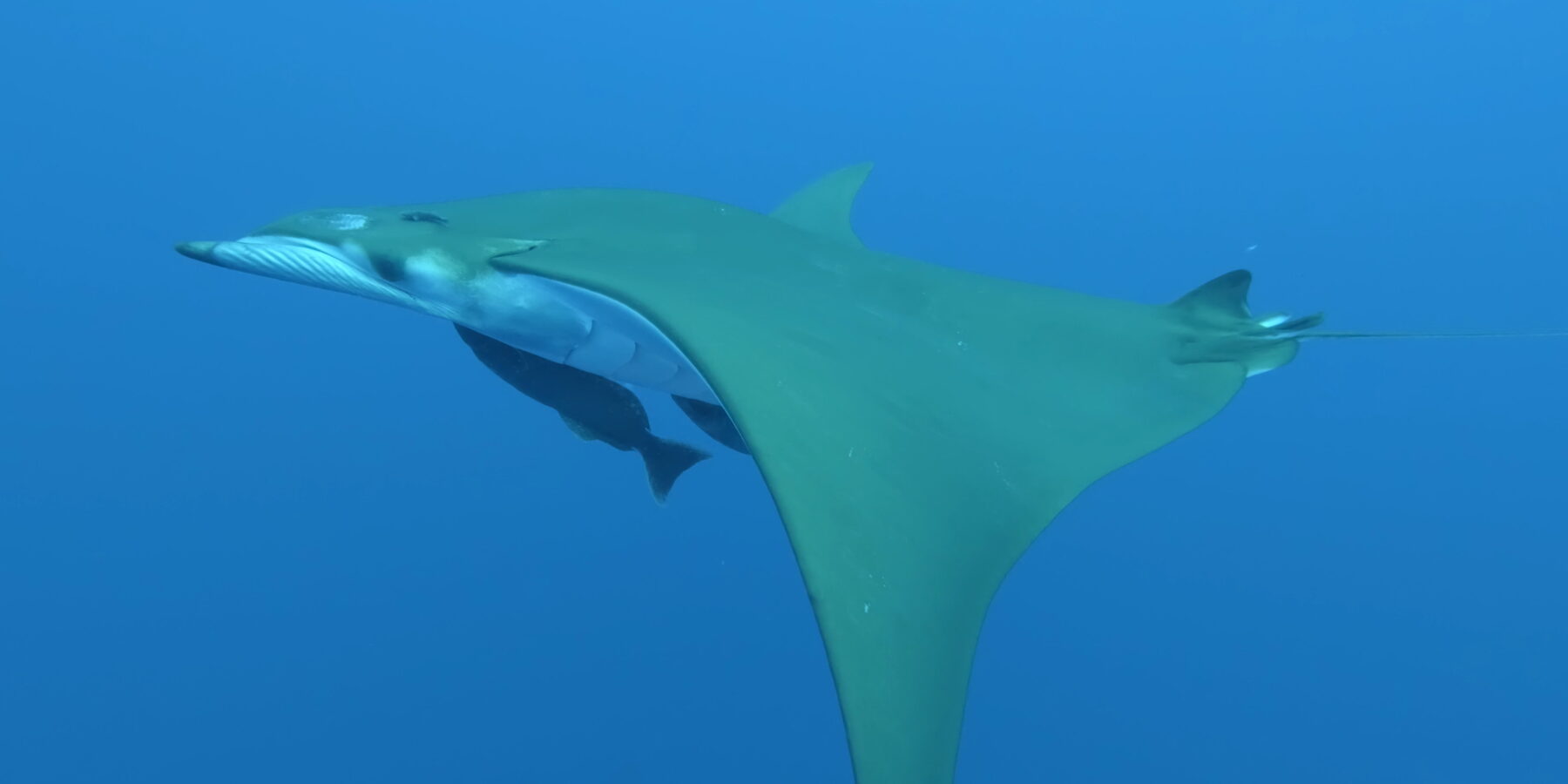 Mobula widziana od spodu i z boku, z białym brzuchem i oliwkowozielonymi sierpowatymi skrzydłami, z dwiema podnawkami przyczepionymi pod spodem, w przejrzystej niebieskiej wodzie
