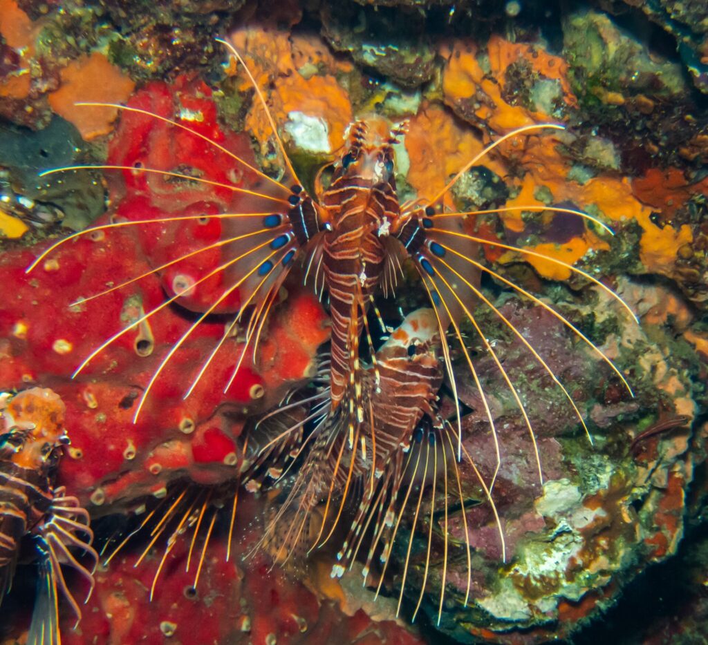 Trzy skrzydlice Pterois antennata w brązowo-białe pasy, z płetwami piersiowymi rozpostartymi w wachlarz z niebieskimi plamami, na ścianie czerwonych i pomarańczowych gąbek na Hin Daeng