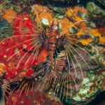 Trzy skrzydlice Pterois antennata w brązowo-białe pasy, z płetwami piersiowymi rozpostartymi w wachlarz z niebieskimi plamami, na ścianie czerwonych i pomarańczowych gąbek na Hin Daeng