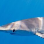 Zbliżenie z profilu na głowę żarłacza błękitnego w jednolicie niebieskiej wodzie: długi, stożkowaty pysk, duże okrągłe oko w jasnej obwódce, szczeliny skrzelowe i nasada długiej płetwy piersiowej