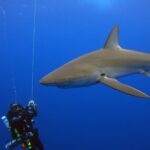 Duży żarłacz galapagoski przepływa tuż obok nurków z rebreatherami, zawieszonych wzdłuż liny w błękicie, z dobrze widoczną długą płetwą piersiową i wysoką płetwą grzbietową