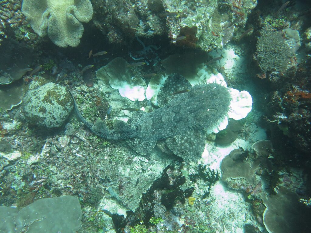 Wobbegong brodaty widziany z góry, leżący płasko na rafie, z szarym marmurkowym ubarwieniem zlewającym się z koralami, głowa z frędzlami płatów po prawej, ogon zawinięty w lewo.