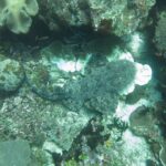 Wobbegong brodaty widziany z góry, leżący płasko na rafie, z szarym marmurkowym ubarwieniem zlewającym się z koralami, głowa z frędzlami płatów po prawej, ogon zawinięty w lewo.