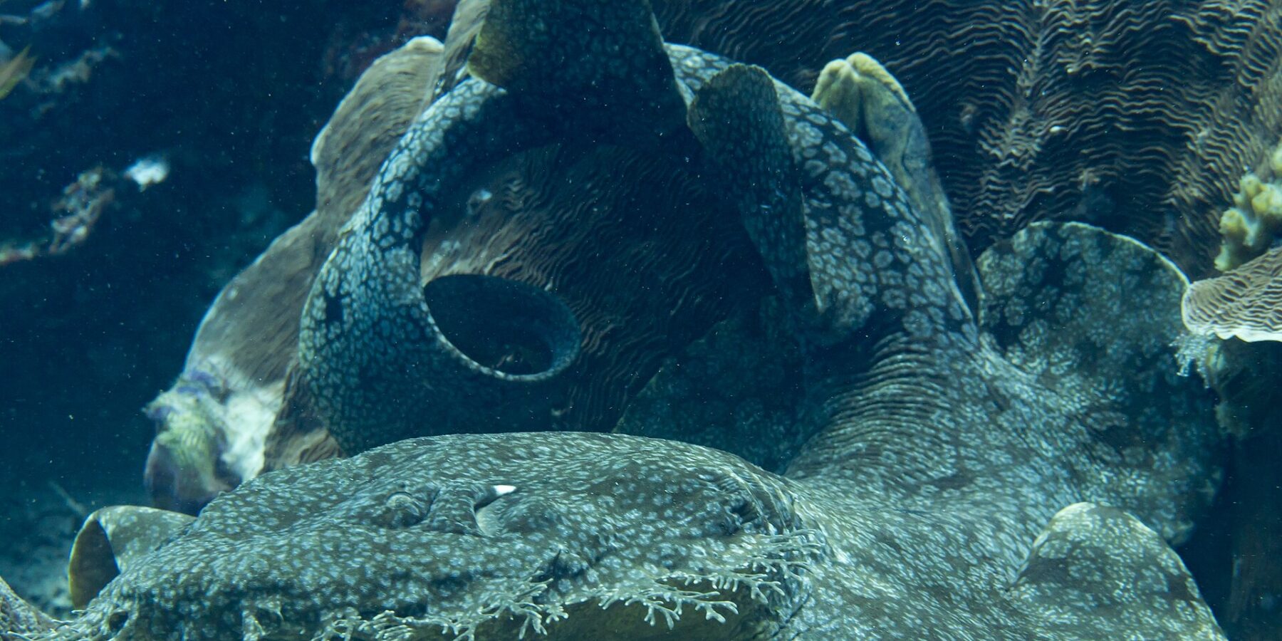 Wobbegong brodaty leży u stóp bloku koralowego, ze spłaszczonym, szaro marmurkowym ciałem zwiniętym w pętlę, a na pierwszym planie widać frędzle rozgałęzionych płatów wokół pyska.