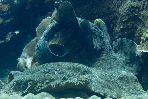 Wobbegong brodaty leży u stóp bloku koralowego, ze spłaszczonym, szaro marmurkowym ciałem zwiniętym w pętlę, a na pierwszym planie widać frędzle rozgałęzionych płatów wokół pyska.