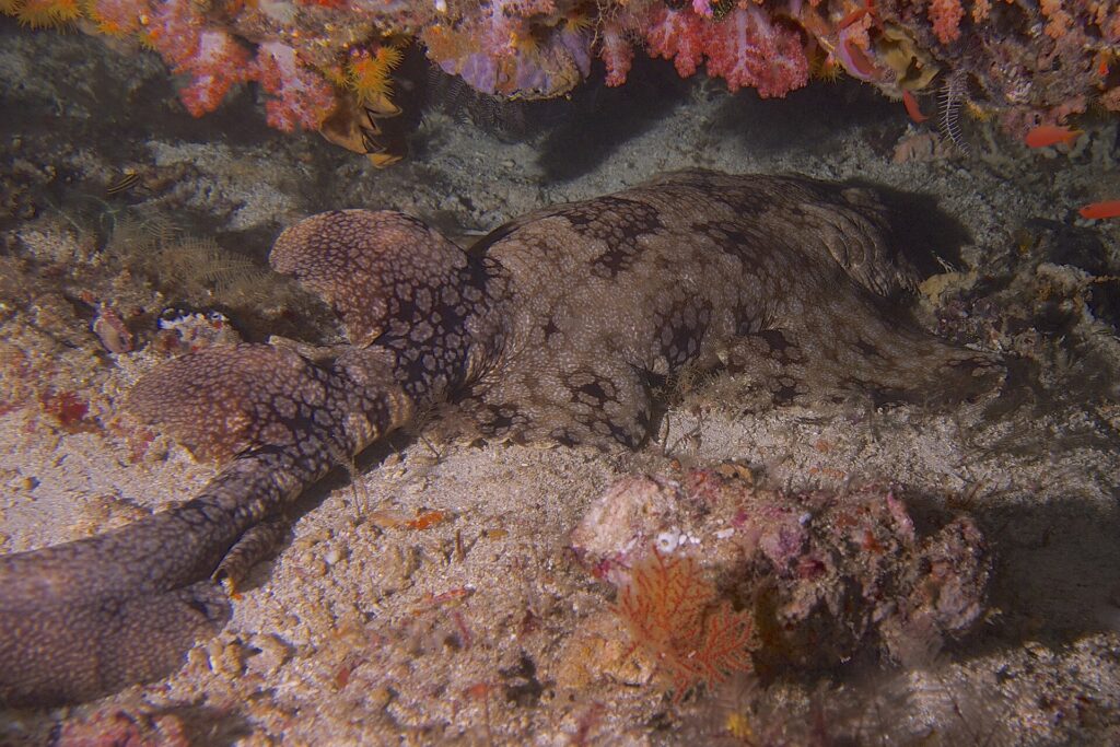Wobbegong brodaty leży wyciągnięty na piasku pod nawisem różowych miękkich koralowców: brązowy grzbiet pokryty mozaiką ciemnych plam otoczonych jasnymi kropkami, obie płetwy grzbietowe i podwinięty ogon po lewej, głowa po prawej