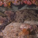 Wobbegong brodaty leży wyciągnięty na piasku pod nawisem różowych miękkich koralowców: brązowy grzbiet pokryty mozaiką ciemnych plam otoczonych jasnymi kropkami, obie płetwy grzbietowe i podwinięty ogon po lewej, głowa po prawej